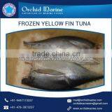 Highly Nutritious Whole Round Yellowfin Tuna for Bulk Export thumbnail-5