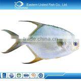 Wild New Arrival High Quality Golden Pompano thumbnail-1