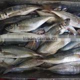Frozen Fresh Seafood Big Eye Horse Mackerel thumbnail-2