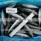 Export Chinese Frozen Seafood Frozen Bonito thumbnail-1
