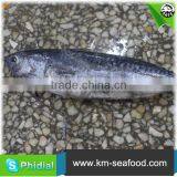 Fresh Sea Frozen Bonito Fish With Prices thumbnail-1