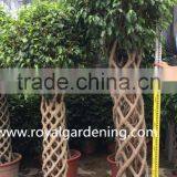 Ficus Cage Ficus Benjamina High 110-200cm thumbnail-4