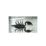 Insect Teaching Aid Suit,insect Key Chains,insect Bracelets,insect Neckalce