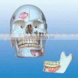Skull Model of Head thumbnail-1