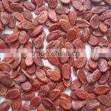 Red Water Melon Seeds New Crop thumbnail-1