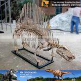 MY Dino-C077 Life Size Dog Skeleton for Decoration thumbnail-5