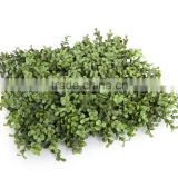 Customized light green buxus plastic leaf fence