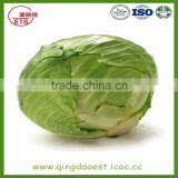 Chinese Hot Sale Fresh Cabbage With High Quality thumbnail-4