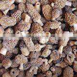 Good Quality Frozen IQF King Oyster Mushroom Pieces thumbnail-5