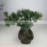 Miniascape,potted Evergreen Landscape,shapped Bonsai thumbnail-2