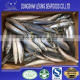 Hot Sale Frozen Pacific Mackerel Prices thumbnail-3