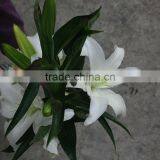 Best Selling Fresh Lilium Lily Cut Wedding White Flower Wholeasle From Yunnan,China thumbnail-1