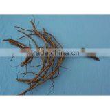 Tree Peony Plant Root 3 Years Old 2 Shoots (branches) thumbnail-1