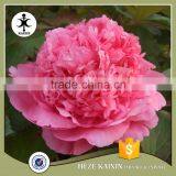 my Test Tree Peony Plant Root thumbnail-1