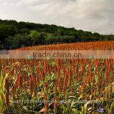 RED MILLET thumbnail-3