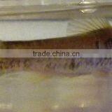 Garra / Garra Fish / Spa Fish / Doctor Fish thumbnail-1