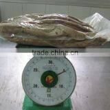 Frozen Precooked Tuna Loin
