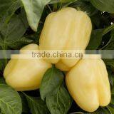 FRESH SWEET PEPPER / BELL PEPPER +84963818434 Whatsapp thumbnail-3