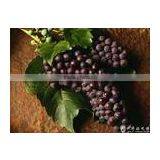 Superior Quality Grape at Wholesale Price thumbnail-1