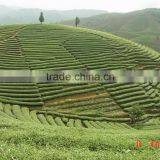 Good Quality New Coming Alkalized Cocoa Tea Powder thumbnail-2