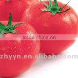 F1 Tomato Seeds ZhongYan 1017