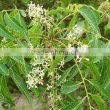 Neem Oil Extraction thumbnail-3