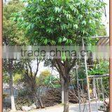 Artificial mango tree for decoration