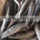NEW 2016SeaFrozen Pacific Mackerel 200-300g thumbnail-5