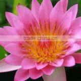 Nelumbo Nucifera Extract thumbnail-4