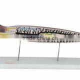 Model of planarian, Planarian model