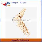 Hot Sale Model of Foot Bones Price