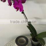 Low Price and High Quality Transparent Material Rolling Wine Labels Printing Adhesive Stickers