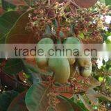 Cashew Nut thumbnail-2