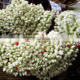 Fresh Jasmine Flower thumbnail-1