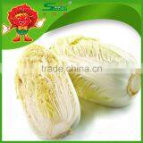 selected seasoned big Chinese cabbage from China Spring brand cabbage