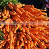 Hot Sale Fresh Carrot 2014 thumbnail-1