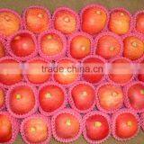 Fresh Apple,fuji Apple,apple thumbnail-2