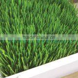 Best Price Durable Seed Germination Tray Plate 1 thumbnail-1