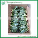 Ornamental Plants Sansevieria Sale thumbnail-5