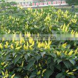 Upright Hot Pepper/Chilli/Cayenne Seed Bai Mi La No.2 thumbnail-2