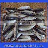 Frozen Horse Mackerel for Canning thumbnail-2