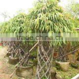 Ficus Irregularis Cage Shape Big Size thumbnail-1