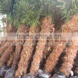 Trachycarpus Fortunei 2m Trunk thumbnail-1