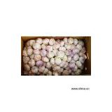 Sell Two Containers Garlic