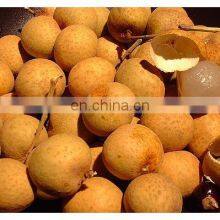 100% NATURAL BEST SELLER DRIED LONGAN FRUIT PRODUCT FROM VIET NAM thumbnail-5