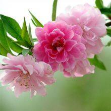 Price List of Small Prunus Persica Var. Duplex Seedlings, Quotation of Prunus Persica Var. Duplex, One Prunus Persica Var. Duplex Tree thumbnail-3