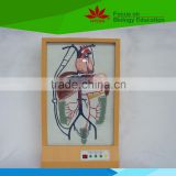 Low priced portal venous collateral circulation electric model