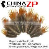 ZPDECOR Wholesale Size from 6cm to 10cm Golden Pheasant Plumage