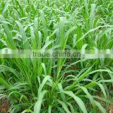 Low Price Pennisetum Hydridum Juice Machine/Pennisetum Hydridum Juice Extractor Best Selling thumbnail-6