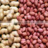 Peanut With Shell thumbnail-6